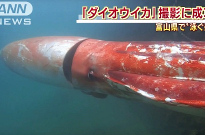 Berukuran Hingga 4 Meter, Cumi-Cumi Raksasa Ditemukan di Perairan Jepang