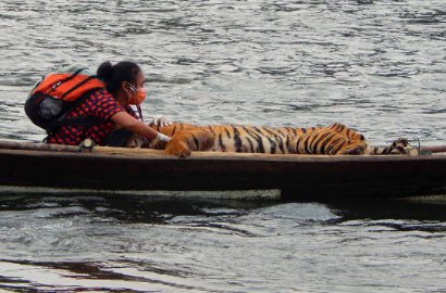 Rela Seperahu dengan Harimau, Dokter Hewan Ini Hebohkan Netter