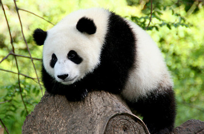 Usai Manusia Salju, Kini Panda 'Nyasar' di Kerumunan Black Metal