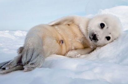 Bisa Pose Imut Hingga Seksi, Anjing Laut Kecil Ini Bikin Gemas Netter