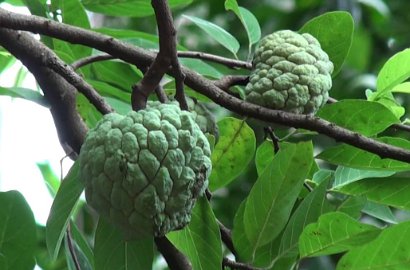 Wow, Ternyata Buah Srikaya Punya 5 Manfaat Ini untuk Kecantikan Kulitmu