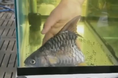 Ajaib, Ikan Ini Bertahan Hidup Selama 6 Bulan dengan Setengah Tubuh