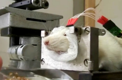 Terobosan Baru, Rusia Siapkan Tikus Jadi Anggota Tim Anti Teror