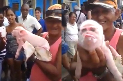 Ngeri, Babi Berwajah Monyet Lahir Diduga Akibat Pencemaran Lingkungan
