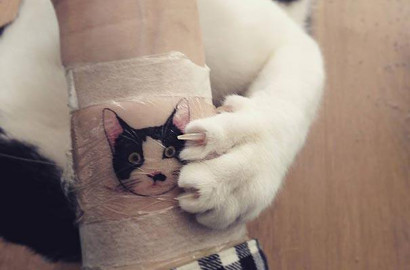 Unik, Tato Kucing Jadi Tren Baru di Kalangan Anak Muda Korsel
