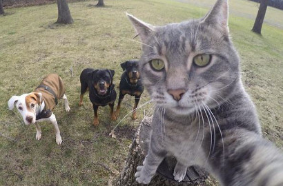 Kekinian, Kucing Ini Jago Selfie Layaknya Manusia
