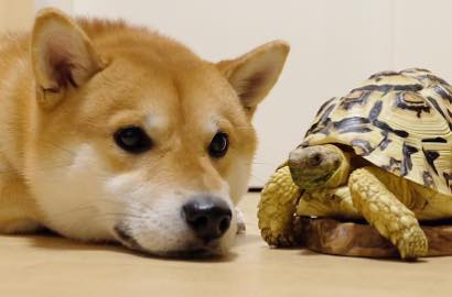 Bikin Gemas, Anjing Ini Jalin Persahabatan dengan Kura-Kura