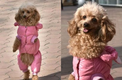 Kaki Depan Diamputasi, Aksi Anjing Berjalan dengan 2 Kaki Hebohkan Netter