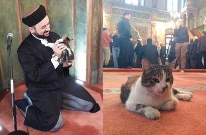 Salut, Masjid di Istanbul Bersedia Tampung Kucing Liar Saat Musim Dingin