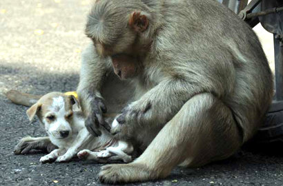 Mengharukan, Monyet Ini 'Adopsi' Anak Anjing Usai Selamatkan dari Anjing Liar