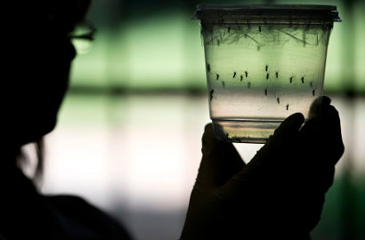 Dipastikan Jadi Wabah, WHO Minta Seluruh Dunia Waspadai Virus Zika
