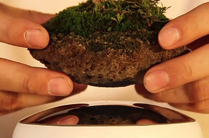 Seperti Disihir, Bonsai Kreasi Jepang Ini Bisa Melayang di Udara