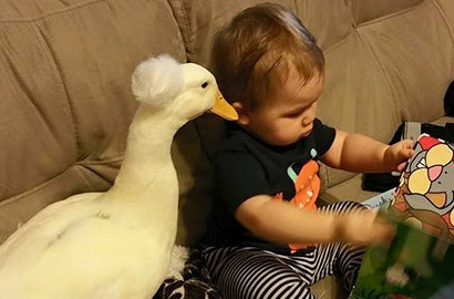 Menggemaskan, Balita Ini Jalin Persahabatan dengan Bebek Peliharaannya