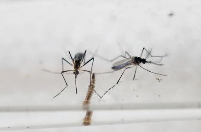Heboh Virus Zika Muncul di Area Tangerang, Ini Jawaban Kemenkes