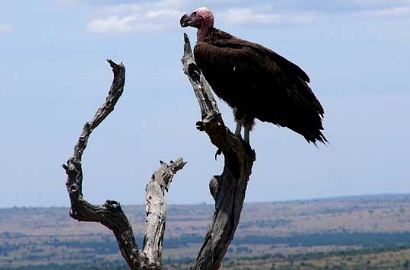 Dicurigai Mata-Mata Israel, Burung Bangkai Ditangkap di Lebanon