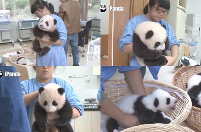 Cuma Kerja Rawat Panda Sudah Digaji Rp 400 Juta, Tertarik?