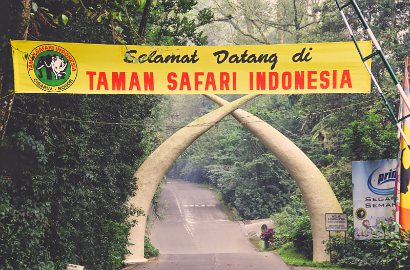 Bangun Lahan 1,5 Hektar, Taman Safari Bogor Siap Boyong Panda dari Tiongkok