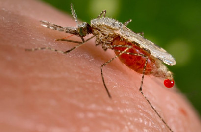 WHO Umumkan Asia dan Afrika Rawan Penyebaran Virus Zika