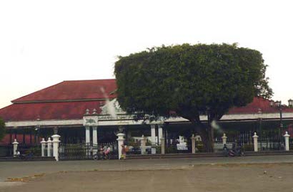 Wah, Pohon Beringin Jogja Tiba-Tiba Ambruk