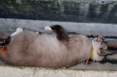 Astaga, Puluhan Kucing Kampung Mati Secara Misterius di Singapura