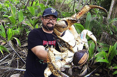 Mirip Alien, Turis Temukan Kepiting Raksasa di Pulau Christmas
