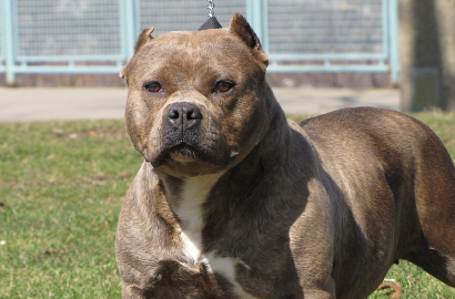 Sering Dibilang Jelek, Begini Jadinya Ketika Anjing Pit Bull Didandani Cantik