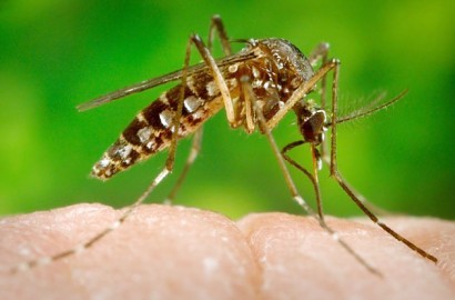 Siap Ciptakan Vaksin untuk Virus Zika, Unair Minta Waktu Enam Bulan