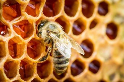 Klaim Obat Propolis Bisa 'Sembuhkan' HP Eror, Wanita Ini Dibully Netter