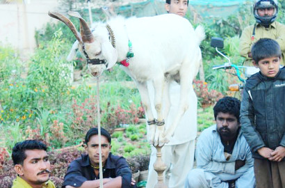 Hebat, Seekor Kambing Bisa Akrobat dan Berdiri di Atas Tongkat