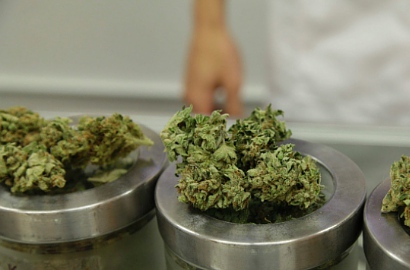 Australia Resmi Legalkan Perkebunan Ganja