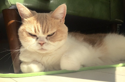 Saingan Grumpy Cat, Ini Koyuki Si Kucing 'Pemarah' dari Jepang