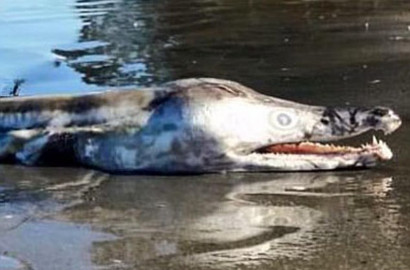 Ikan 'Monster' Berkepala Buaya Ditemukan Mati di Australia, Apakah Itu?