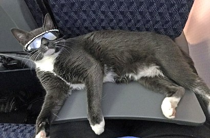 Inilah Bagel, Kucing Fashionista yang Selalu Pakai Kacamata Setiap Hari