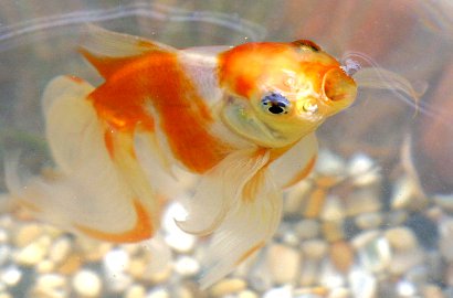 Seorang Ibu di Jepang Tega Hukum Anaknya Makan 30 Bangkai Ikan Mas