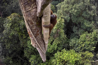Diambil di Kalimantan, Foto Keren Ini Jadi Juara di Kontes Internasional