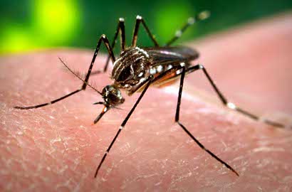 Nyamuk Ini Diklaim Bisa Cegah Penyebaran Virus Zika, Bakal Dicoba di Indo?