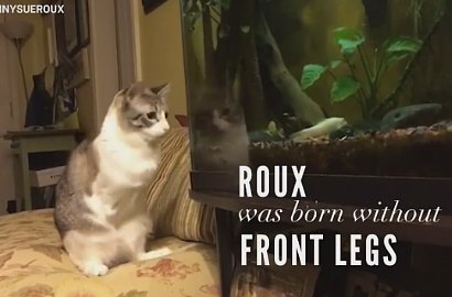 Terlahir Tanpa Kaki, Kucing Lucu Ini Tetap Lincah Lompat Kesana Kemari