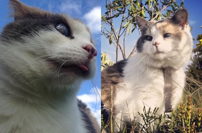 Meski Buta, Kucing Lucu Ini Ternyata Gemar Mendaki Bersama Pemiliknya