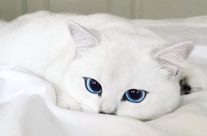 Punya Mata Super Indah, Kucing Ini Jadi Idola di Medsos