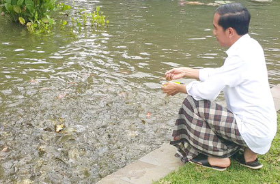Beri Makan Ikan di Kolam, Begini Hiburan Pagi Presiden Joko Widodo