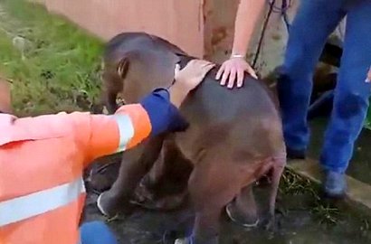 Kisah Menyentuh Penyelamatan Anak Gajah Hampir Tenggelam di Saluran Air