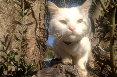 Hilang di Yunani, Kucing Pengungsi Ini Ketemu Pemiliknya di Norwegia