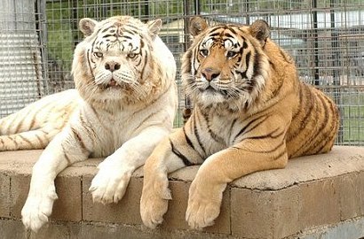 Punya Wajah Mirip Anjing, Seekor Harimau Putih Dianggap Terjelek Sedunia
