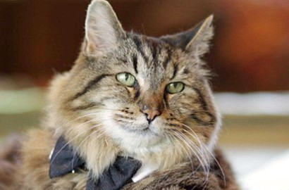Tertua di Dunia, Kucing Lucu Berusia 26 Tahun Ini Jadi Idola di Medsos