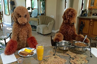 Layaknya Manusia, Anjing Ini Jago Masak Hingga Bersih-Bersih Rumah