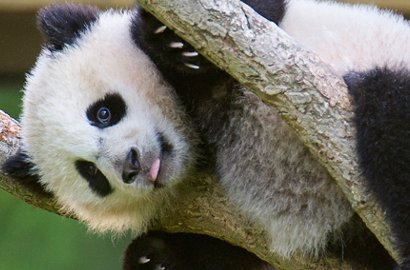 Antara Kasihan Tapi Lucu, Panda Ini Terpeleset Hingga Jatuh Berguling-Guling