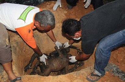 Mengenaskan, 3 Orangutan Tewas Hangus di Kalimantan Jadi Bahasan Media Asing