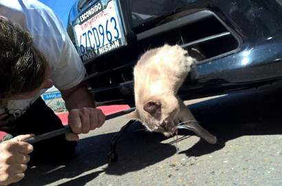 Punya 9 Nyawa, Kucing Ini Hidup Meski Terseret Mobil Sejauh 13 Km