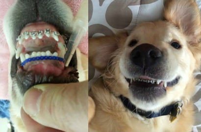 Begini Jadinya Ketika Anjing Ikutan Pakai Kawat Gigi, Lucu?