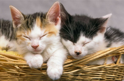 So Sweet, Kucing Ini Jaga Bayi Sejak di Dalam Kandungan Sampai Lahir